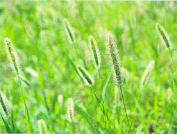 ���̂��낮��